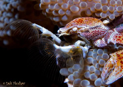"Gone Fishin'" Porcelain Crab doing what he does best = f... by Debi Henshaw 
